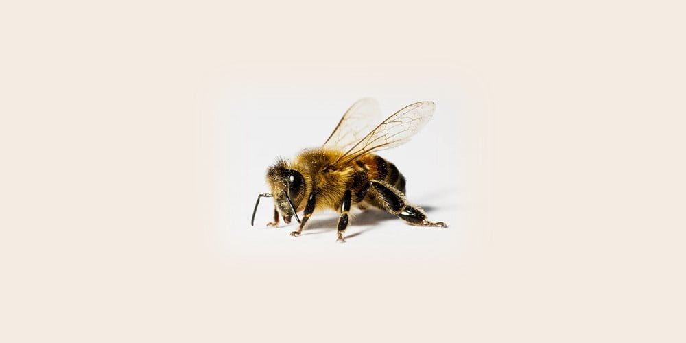 Bee venom nanoparticles may destroy HIV