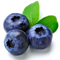 Blueberry to fight gum disease and reduce antibiotic use