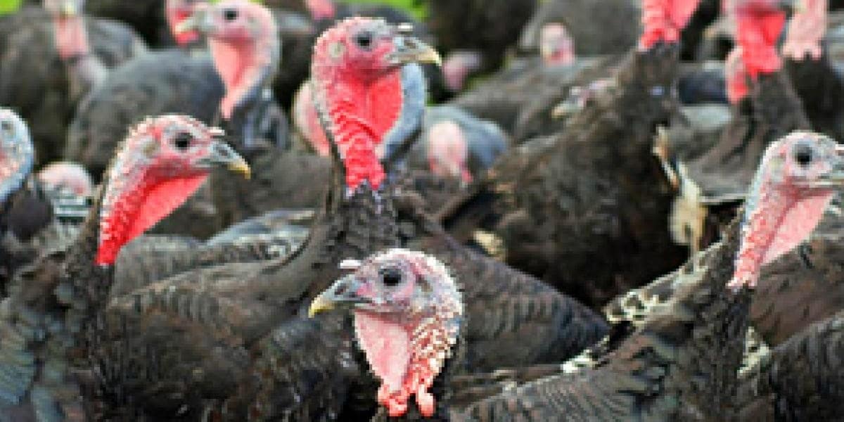 Bird flu hits US Turkey Farms – highly pathogenic H5N1 avian flu outbreak