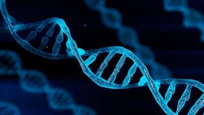 42 new genes linked to Alzheimer’s disease risk