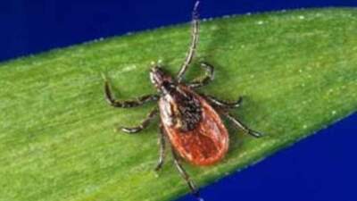 Tick Talk: The Rise and Spread of Babesiosis in America
